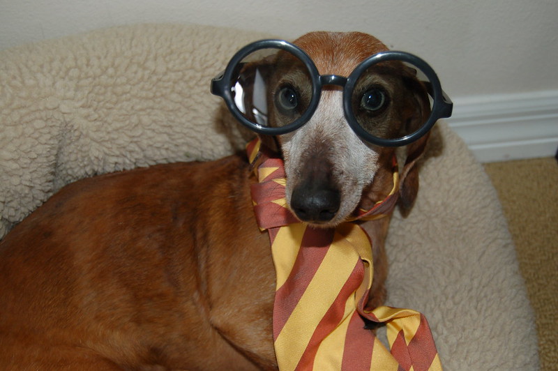 manhadedomingo cachorro harry potter