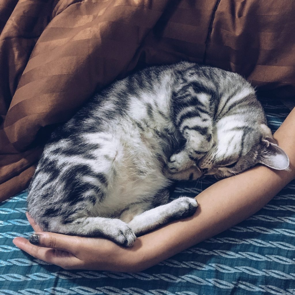 manhadedomingo gatinho deitado na cama