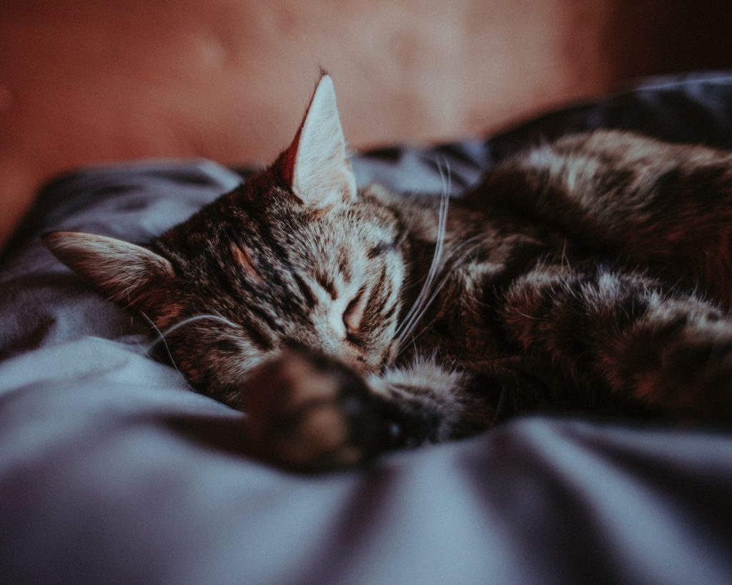 manhadedomingo gatinho dormindo no sofá