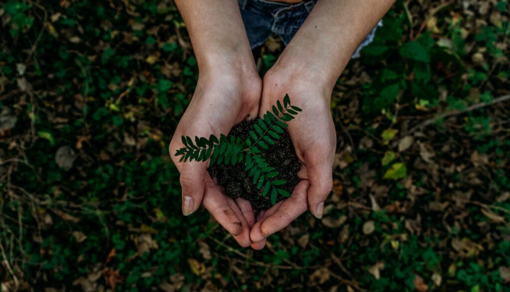 manhã de domingo brasil primeiro mundo ecossistema