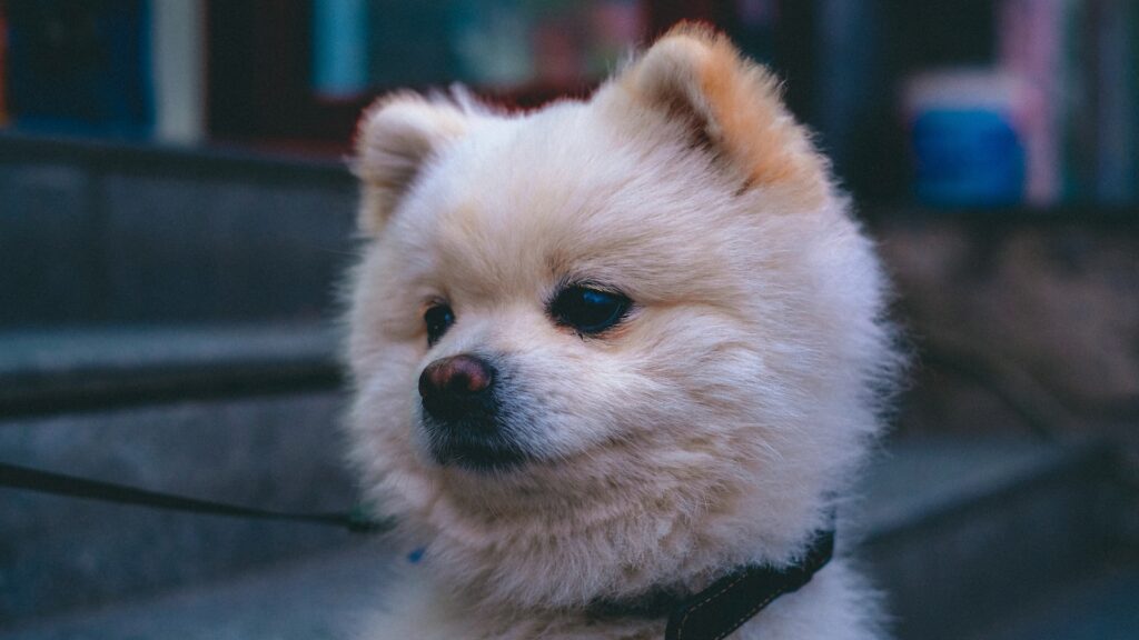 manhã de domingo brasil primeiro mundo lulu da pomerania